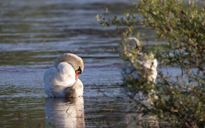 Témoignage – Balade Ornithologique